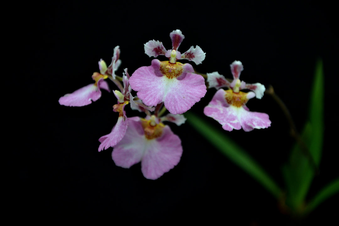 Tolumnia Jairak Flyer 'Watermelon'
