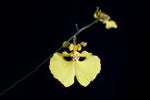 Load image into Gallery viewer, Tolumnia urophylla
