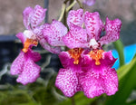 Load image into Gallery viewer, Tolumnia Jairak Venus