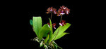 Load image into Gallery viewer, Trichocentrum lanceanum
