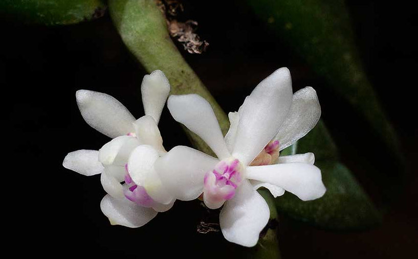 Trichoglottis rosea var.breviracema
