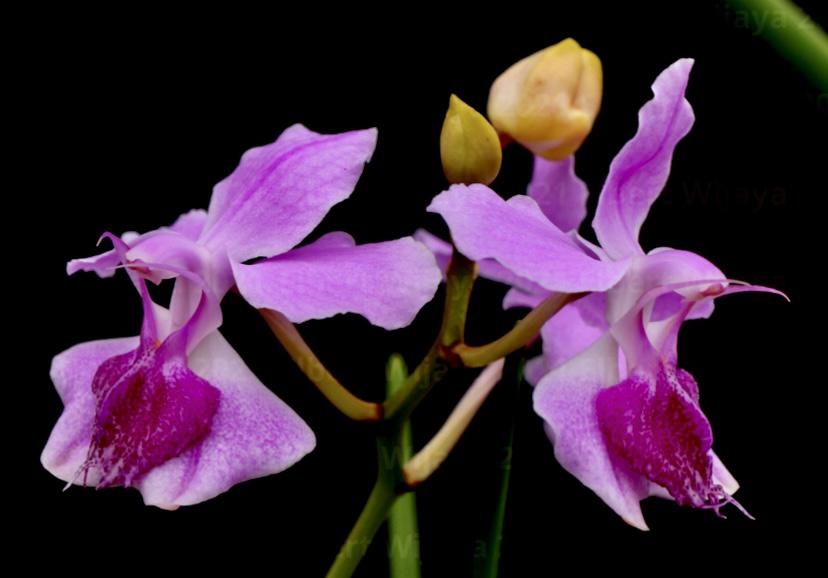 Papilionanthe tricuspidata