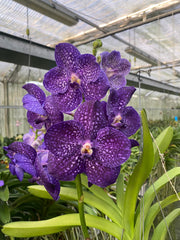 Vanda Tweed Blue