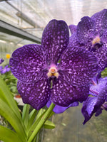 Carica l&#39;immagine nel visualizzatore Galleria, Vanda Tweed Blue
