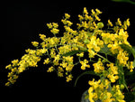 Carica l'immagine nel visualizzatore Galleria, Oncidium Twinkle piante grandi