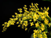 Oncidium Twinkle piante grandi