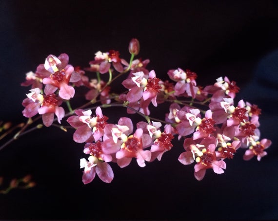 Oncidium Twinkle