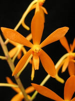Load image into Gallery viewer, Ascofinetia Twinkle (Neofinetia falcata