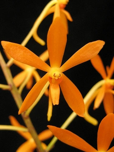 Ascofinetia Twinkle (Neofinetia falcata