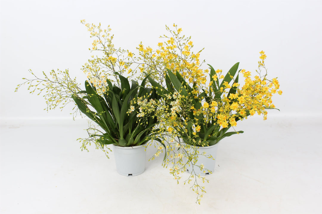 Oncidium Twinkle MIX piante grandi