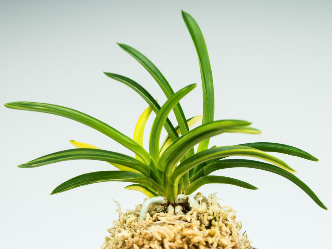 Neofinetia falcata 'Seiou nishiki' 青王錦