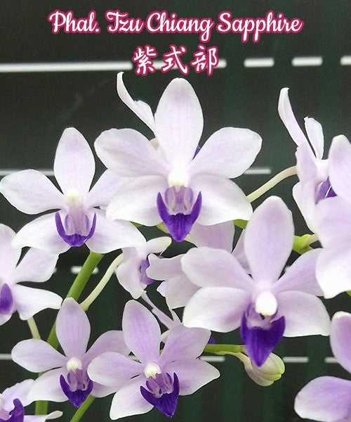 Phalaenopsis Tzu Chiang Sapphire
