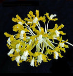 Carica l&#39;immagine nel visualizzatore Galleria, Laelia undulata var. alba
