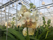 Vanda Yellow Spot