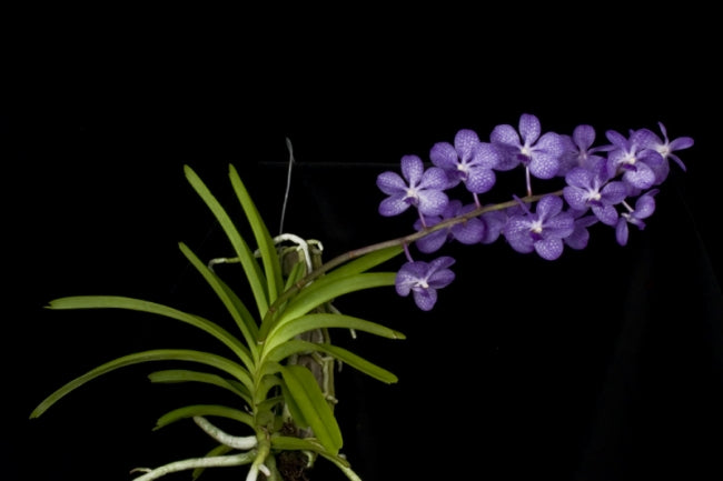 Vanda coerulea
