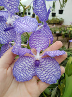 Load image into Gallery viewer, Vanda coerulea

