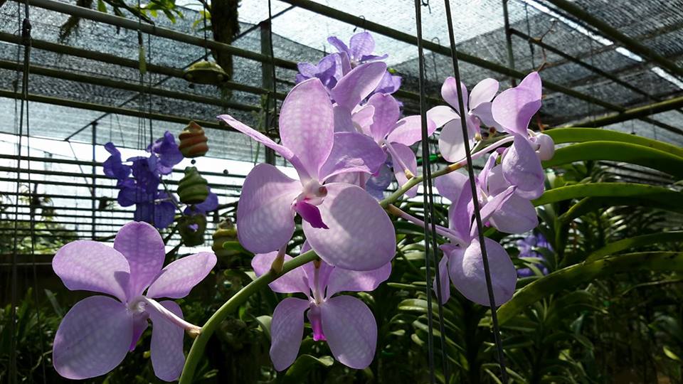 Vanda coerulea var. rosea