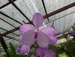 Carica l&#39;immagine nel visualizzatore Galleria, Vanda coerulea var. rosea
