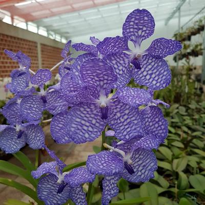 Vanda coerulea