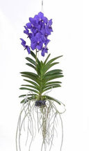 Carica l&#39;immagine nel visualizzatore Galleria, Vanda Dark Blue
