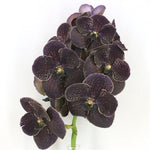 Carica l&#39;immagine nel visualizzatore Galleria, Vanda Dark Chocolate Brown
