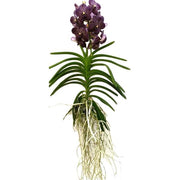 Vanda Dark Chocolate Brown