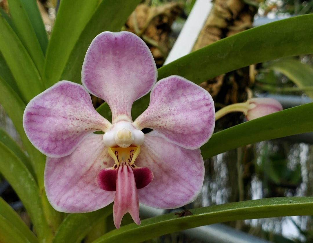 Vanda foetida