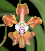 Load image into Gallery viewer, Vanda helvola
