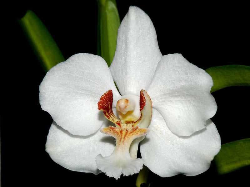 Vanda javierae