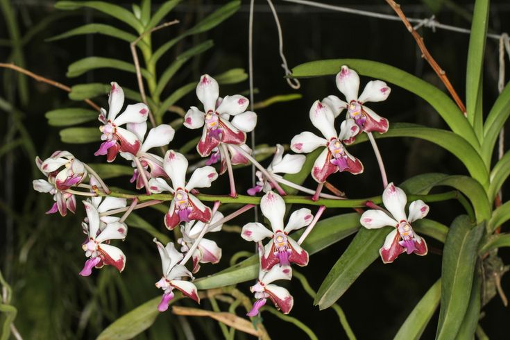 Vanda lamellata var. boxallii x florescens