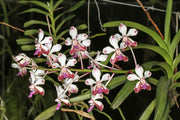 Vanda lamellata var. boxallii x florescens