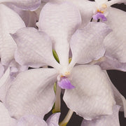 Vanda Lavender Mist