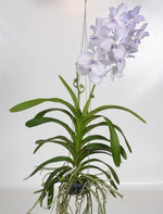 Carica l&#39;immagine nel visualizzatore Galleria, Vanda Lavender Mist
