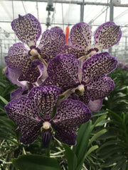 Vanda Lilac Starlight