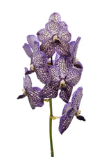 Carica l&#39;immagine nel visualizzatore Galleria, Vanda Lilac Starlight
