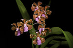 Load image into Gallery viewer, Vanda limbata
