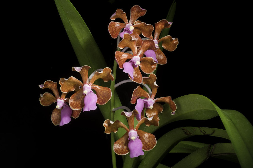 Vanda limbata