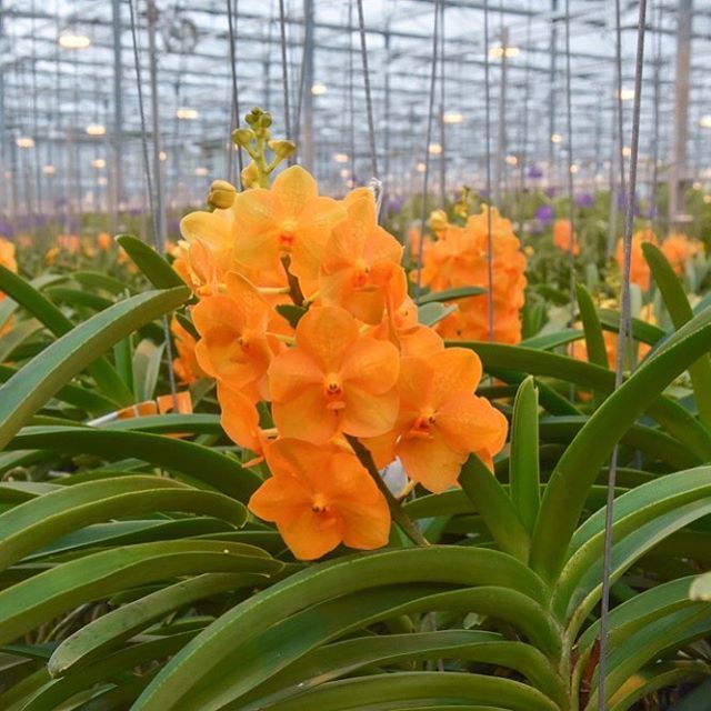 Vanda Princess Orange