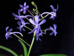 Carica l&#39;immagine nel visualizzatore Galleria, Vandachostylis Rainbow Star &quot;Blue&quot;
