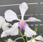 Carica l&#39;immagine nel visualizzatore Galleria, Vanda teres × Vanda coerulea
