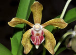 Load image into Gallery viewer, Vanda tessellata x cristata
