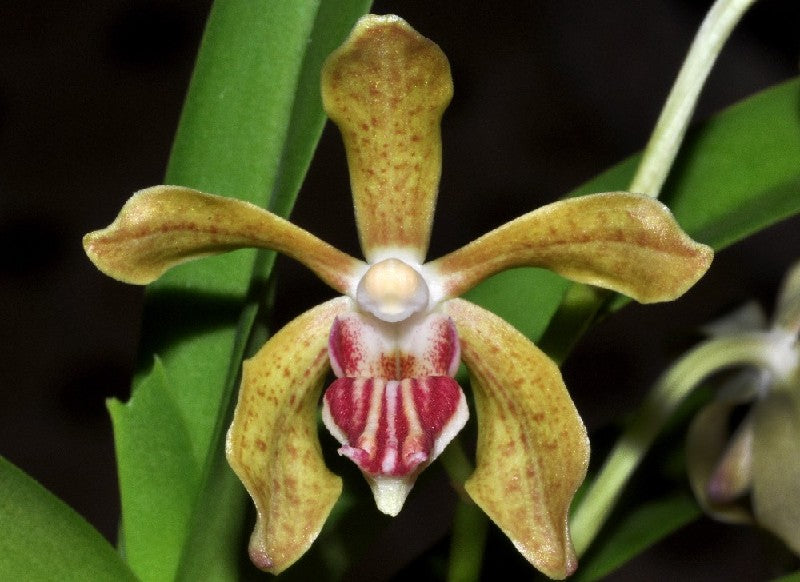 Vanda tessellata x cristata
