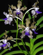 Carica l&#39;immagine nel visualizzatore Galleria, Vanda tessellata
