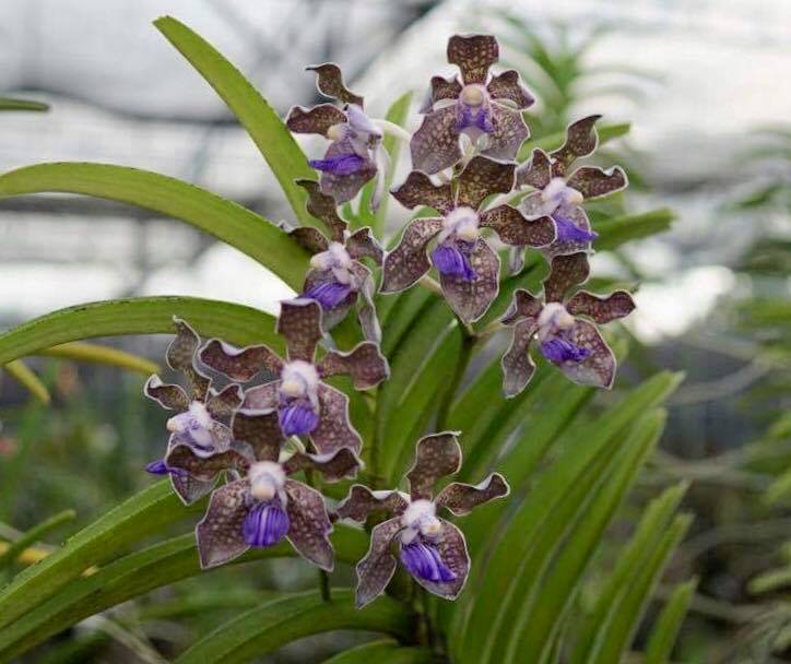 Vanda tessellata