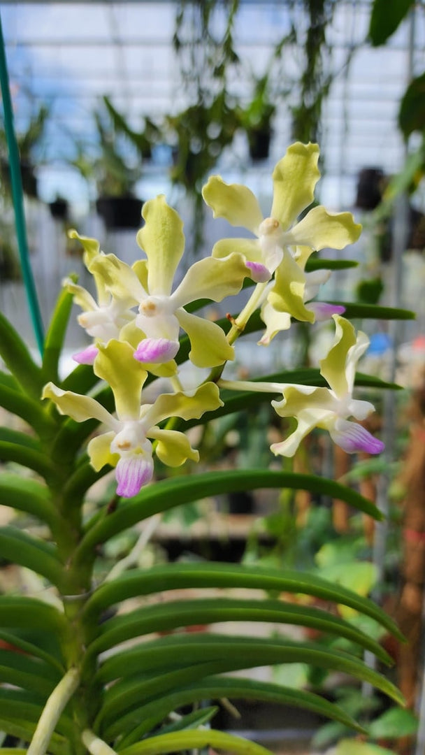 Vanda tessellata f. semialba