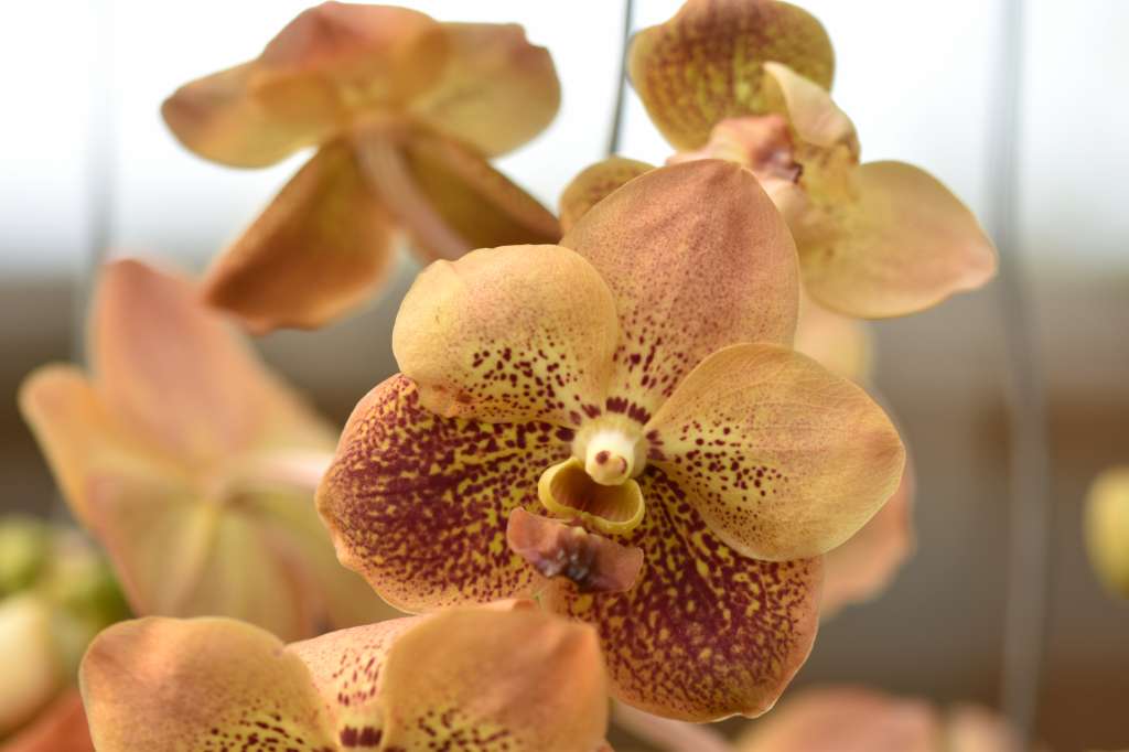 Vanda Two Tone Orange