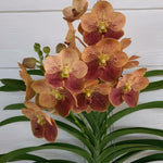 Load image into Gallery viewer, Vanda Two Tone Orange

