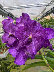 Vanda Vivid Violet