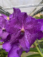 Load image into Gallery viewer, Vanda Vivid Violet

