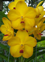 Carica l&#39;immagine nel visualizzatore Galleria, Vandachostylis conference gold
